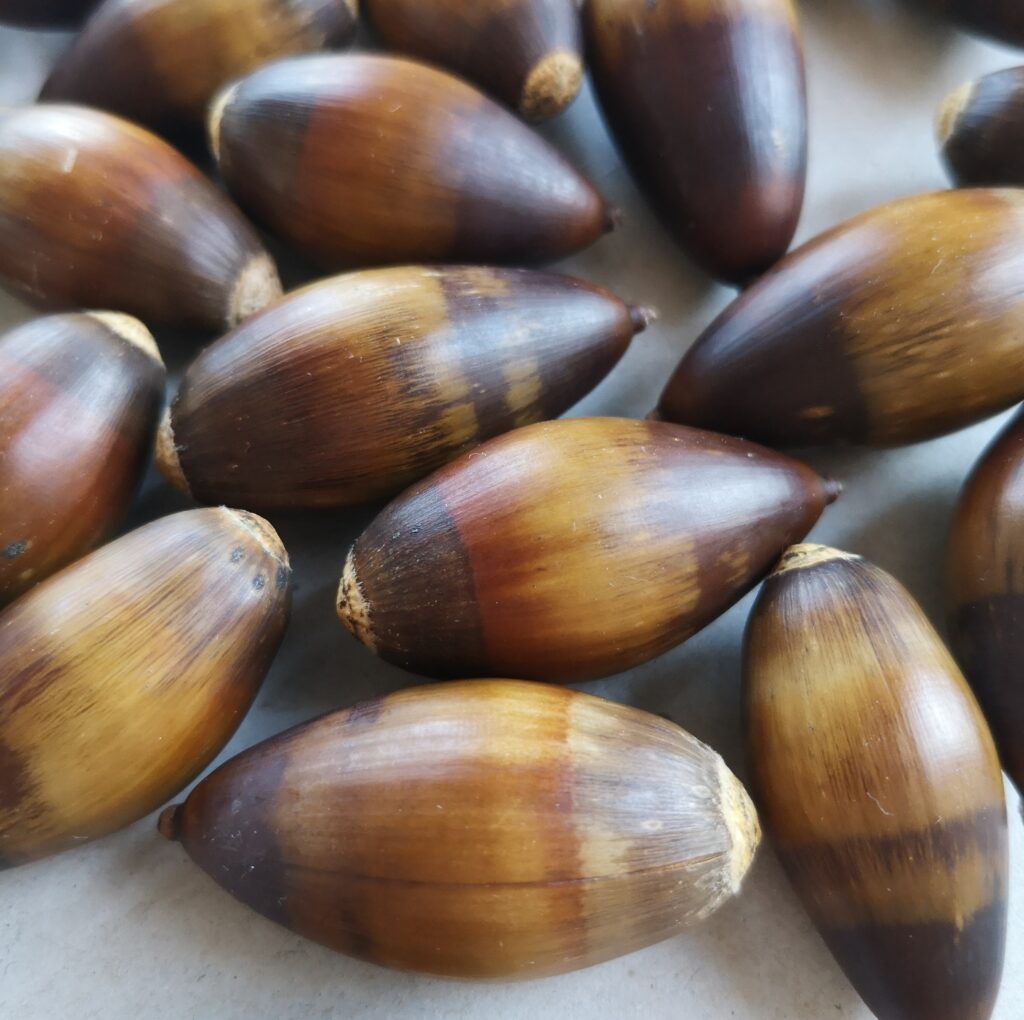 Sweet acorns