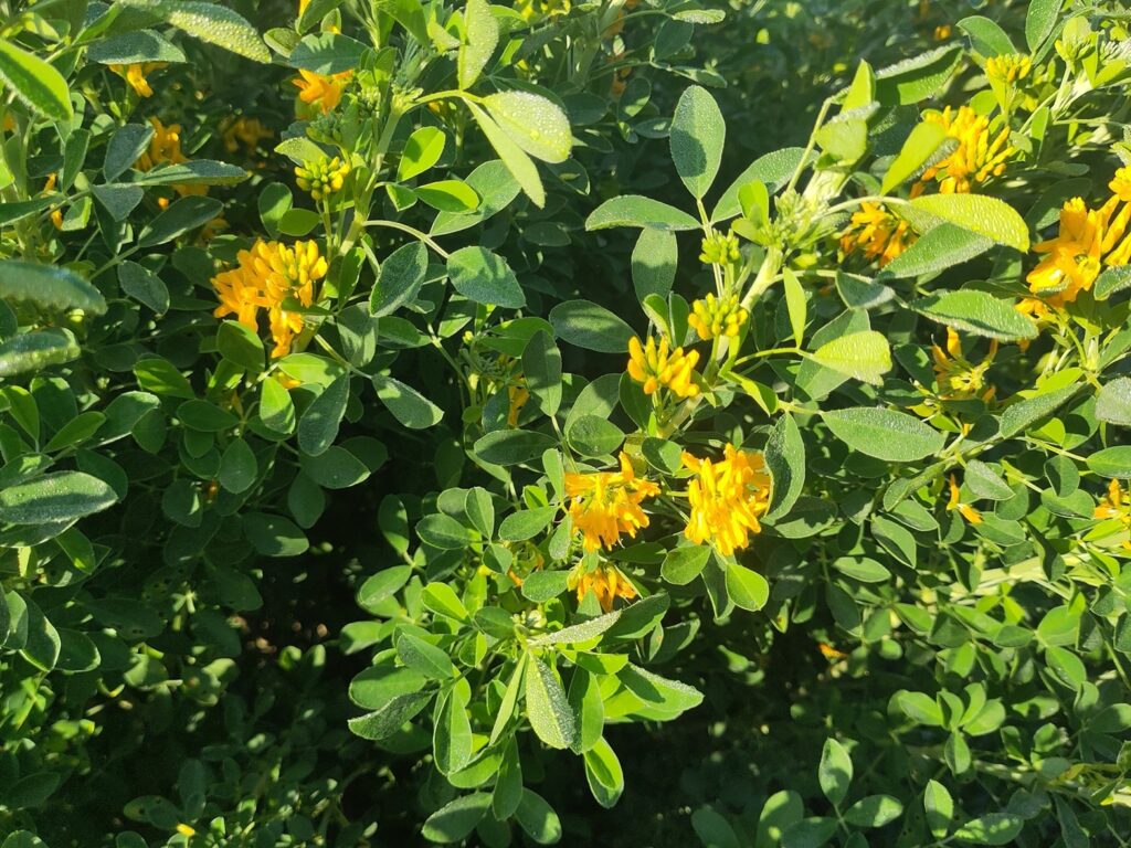 Medicago arborea