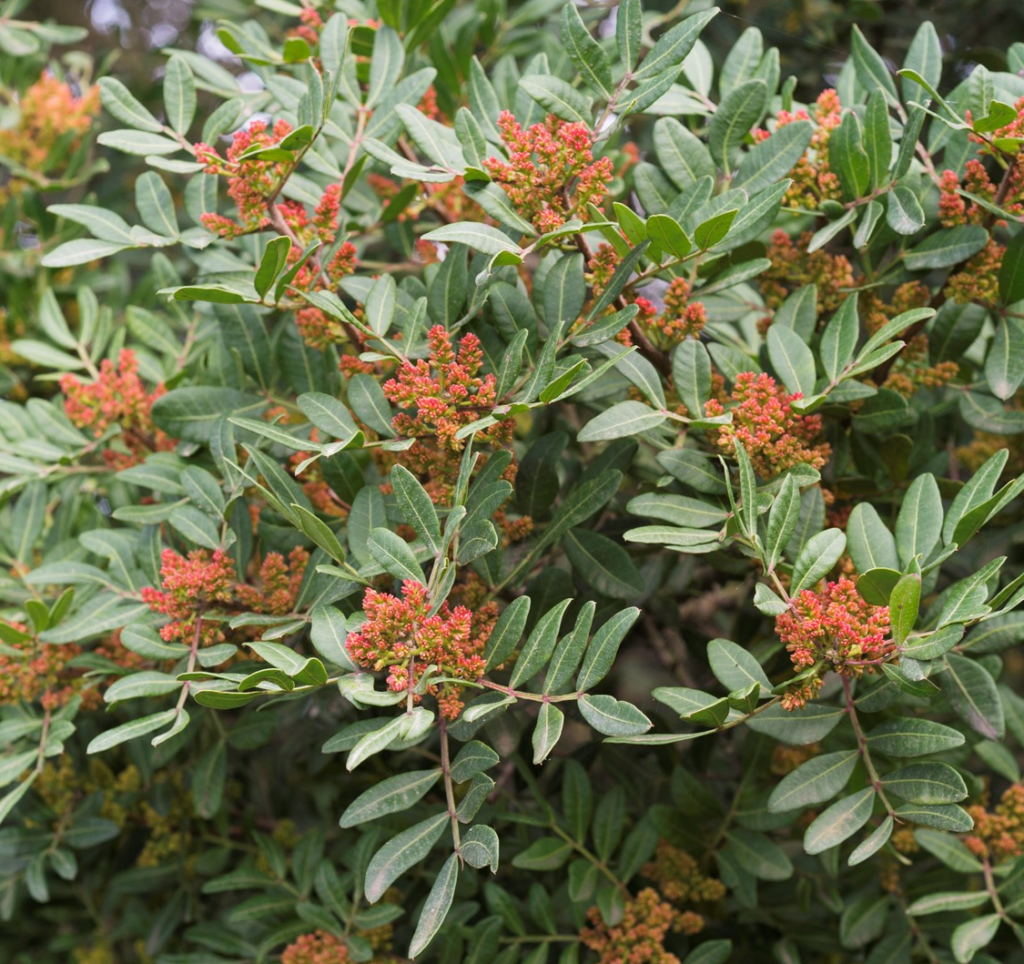 Pistachia lentiscus