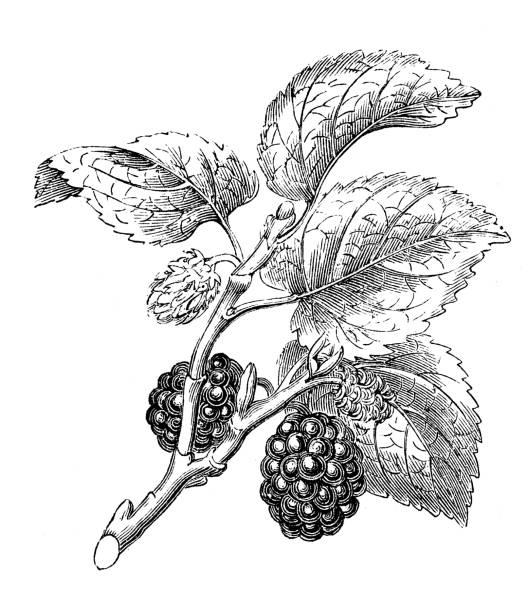 Black Prince