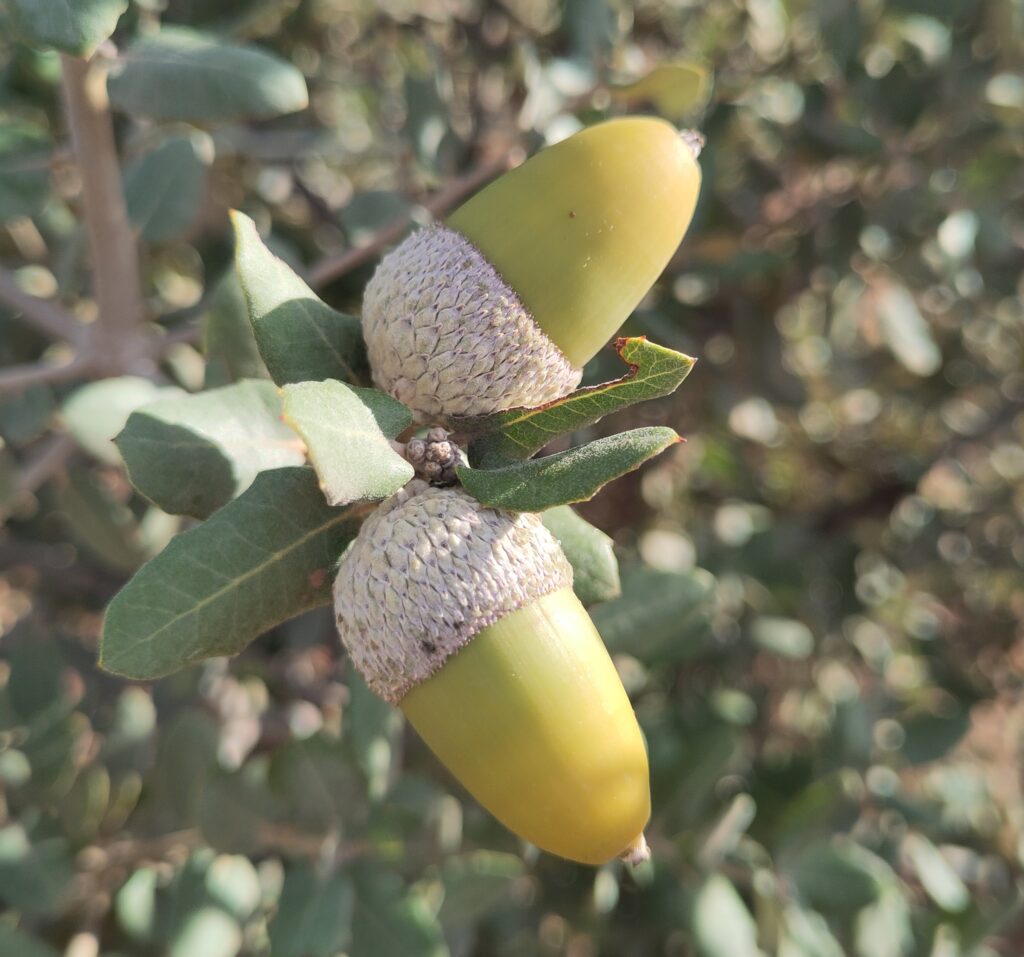 Sweet acorn Holm oak