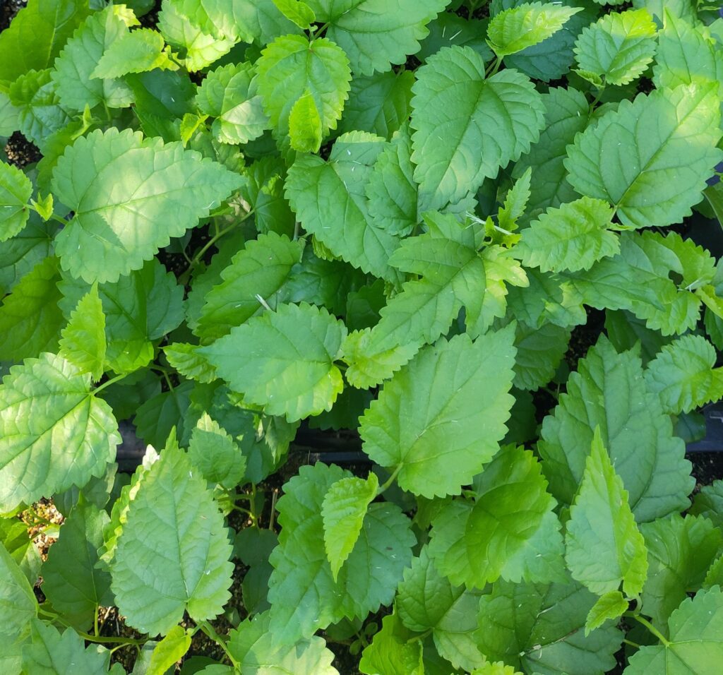 Morus alba