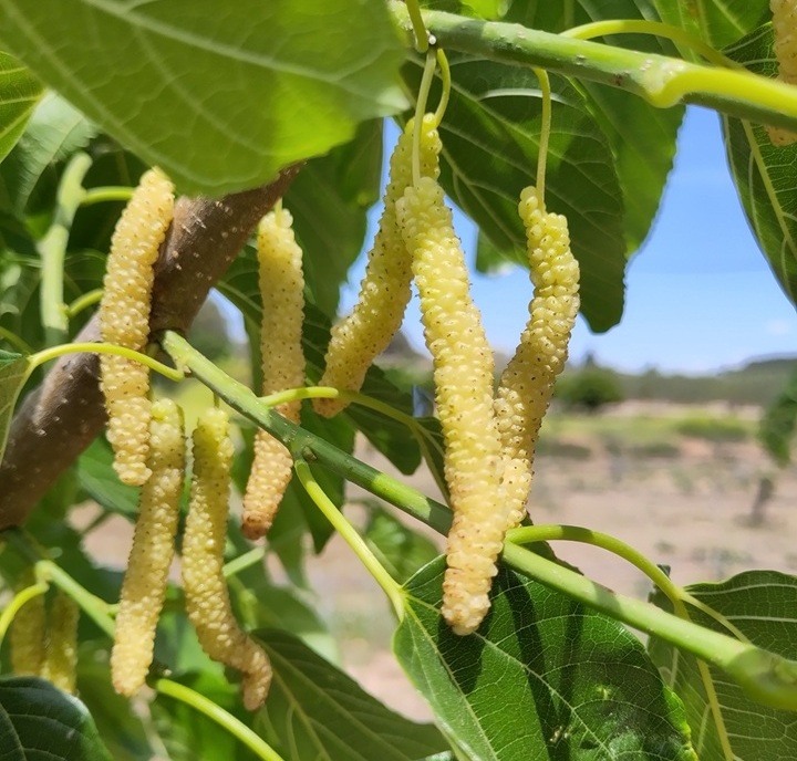 Mulberries for fruit